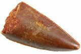 Serrated Raptor Tooth - Real Dinosaur Tooth #347058-1